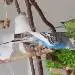 Herold