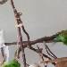 Flitzer beim Salatbad