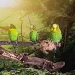Flitzer, Coco und Pascha