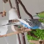 Herold und Pascha