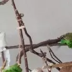 Flitzer beim Salatbad