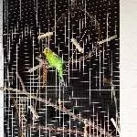 Flitzer am Fenster
