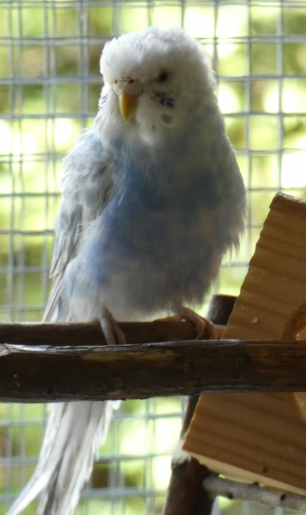 Urmelchen
