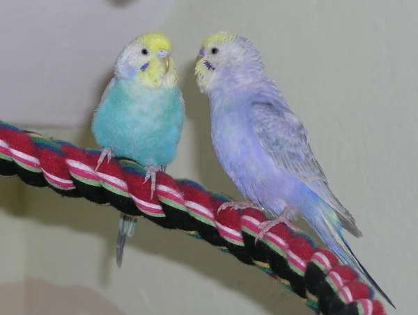 Wellensittich-Bild: Susi und Strolch