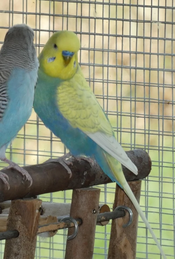 Wellensittich-Bild: Scotty mit Bubi am Fenster