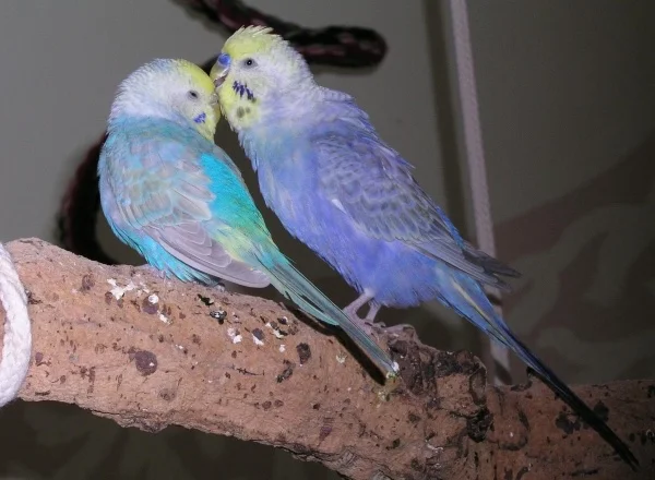 Wellensittich-Bild: Das ist Liebe <3