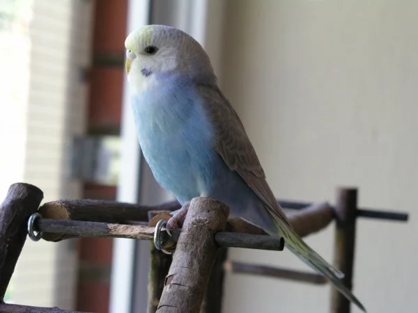 Wellensittich-Bild: Susi schaut aus dem Fenster