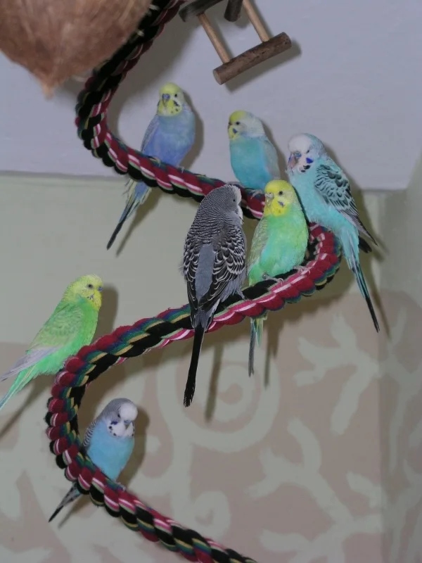 Wellensittich-Bild: Von oben nach unten: Strolch, Susi, Nepomuk, Trixi, Adsche, Chicco und Bubi