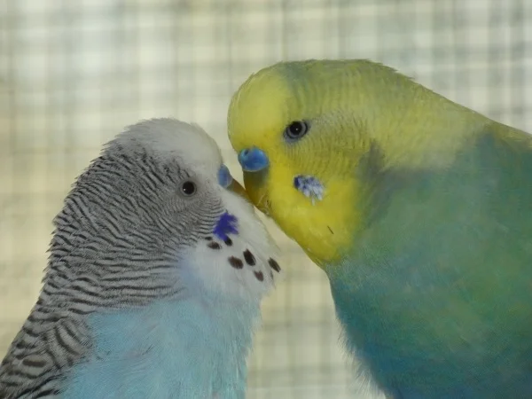 Wellensittich-Bild: Wahre Männerfreundschaft <3