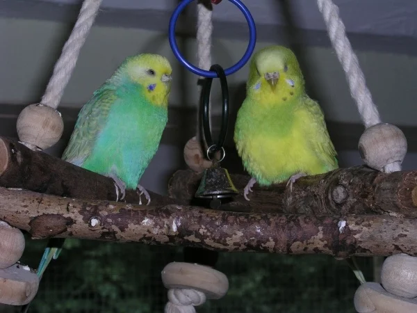 Wellensittich-Bild: Die beiden schlafen schon. :-)
