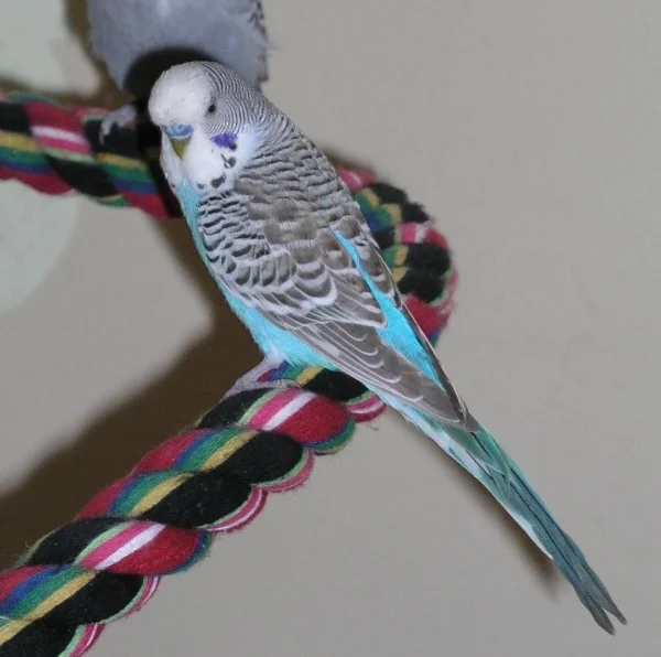 Wellensittich-Bild: Bubis Profilbild