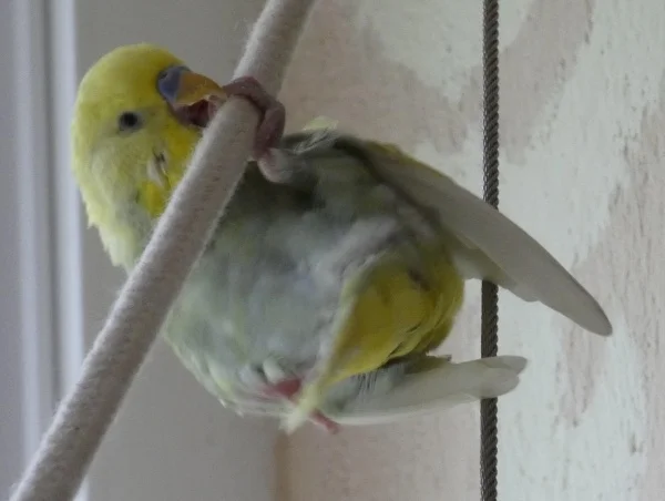 Wellensittich-Bild: Rocky bei den täglichen Klimmzügen :-)