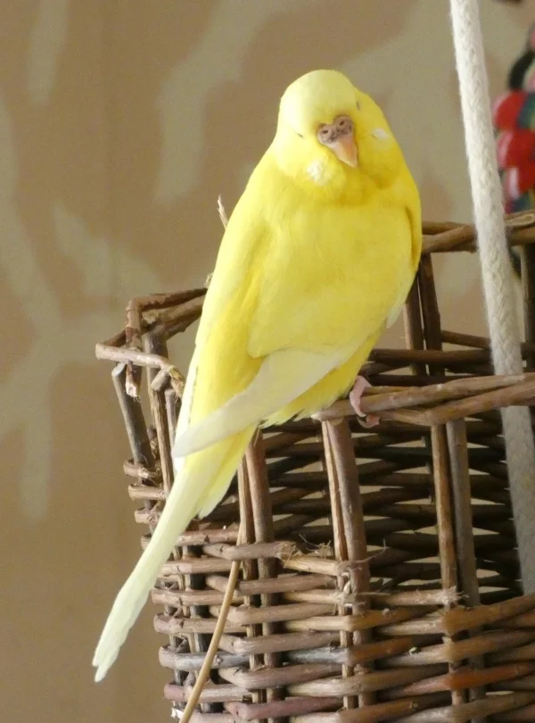 Wellensittich-Bild: Ellie auf dem Weidentunnel