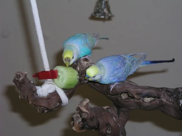 Wellensittich-Bild: Gurke ist ja sooooo lecker :-P