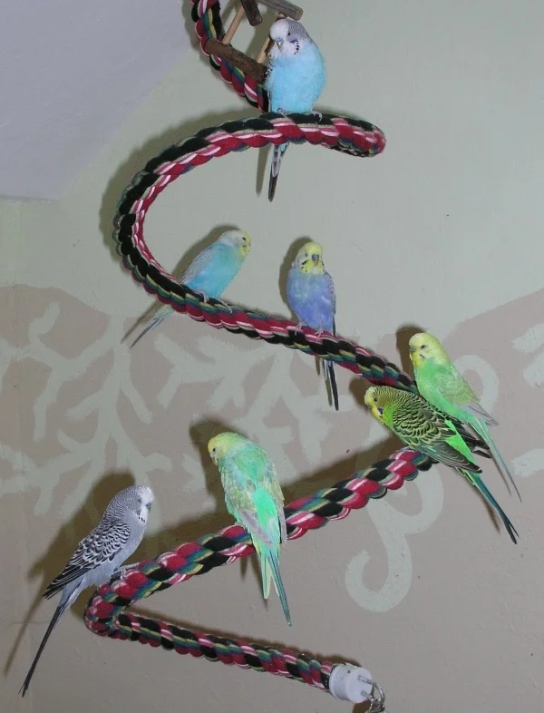 Wellensittich-Bild: Bubi, Susi und Strolch, alle ca 1,5 Jahre alt.
Chicco sogar schon 11
Butschi, der kleine Neuzugang hat sich super eingewöhnt ist ca. 9 Jahre alt
Und Trixi (auch 11) mit ihrem Partner Adsche, der ca 9 Jahre alt ist