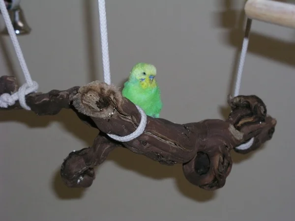 Wellensittich-Bild: Chicco auf der Weinrebe