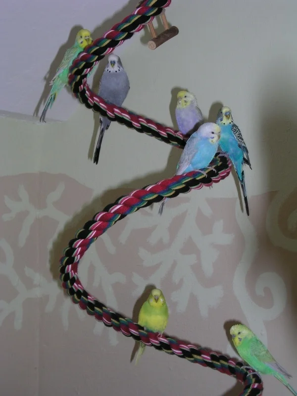 Wellensittich-Bild: Von oben nach unten: Trixi (10 Jahre), Adsche (8Jahre), Luise (1,5Jahre), Tequila (14 Jahre), Susi (3 Monate), Charlotte (8Jahre) und Chicco (10 Jahre)
