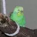 Chicco