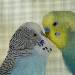 Bubi und Scotty