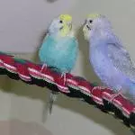 Susi und Strolch
