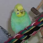 Trixi-Profil