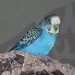 Tequila-Profil