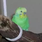 Chicco-Profil
