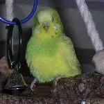 Charlotte-Profil