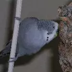 Adsche-Profil