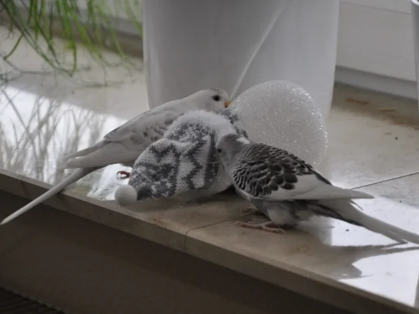 Wellensittich-Bild: Da legen Lea und Luke den kleinen Schneemann einfach hin und machen sich an Mütze und Schal zu schaffen.