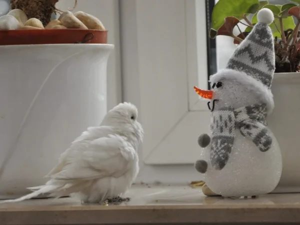 Wellensittich-Bild: Der Schneemann sieht ja auch sehr kalt aus und sein Schnabel ist ja nach oben gewachsen und auch noch rot! Die Mütze und der Schal gefallen mir aber.