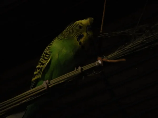Wellensittich-Bild: Nachdem um 22:00 Uhr die Bird Lamp ausgeschaltet wurde, hat Maxi noch mal Hunger bekommen und den von der Käfigdecke hängenden Büschel mit Pagima Green geentert, wobei er gerne an die Stängel springt und den Büschel wie eine Schaukel benutzt. Da das Bild von den Farben so gelungen ist, hat Maxi das Einverständnis gegeben, dass ich es zeigen darf. 
 

