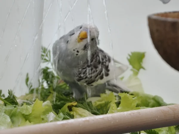 Wellensittich-Bild: Da freut sich aber jemand ganz besonders, dass die Felos die Dusche wieder mal aufgebaut haben.