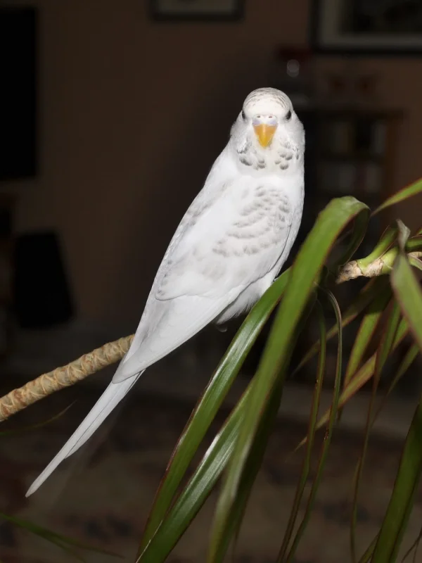 Wellensittich-Bild: Meine Felo hat mich mitten im Wohnzimmer beim Ausruhen erwischt, aber sie hat mich nicht weggejagt. Das war sehr anständig von ihr und sie hat auch nicht diesen Blitz-apparat benutzt, wie der große Felo es immer macht.
