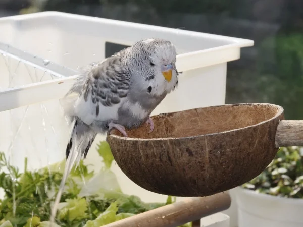 Wellensittich-Bild: Nachdem er wirklich ausgiebig unter der Dusche getobt hat, ist er nun doch ganz schön geschafft, zumal die Mauser an sich auch ganz schön anstrengend ist.