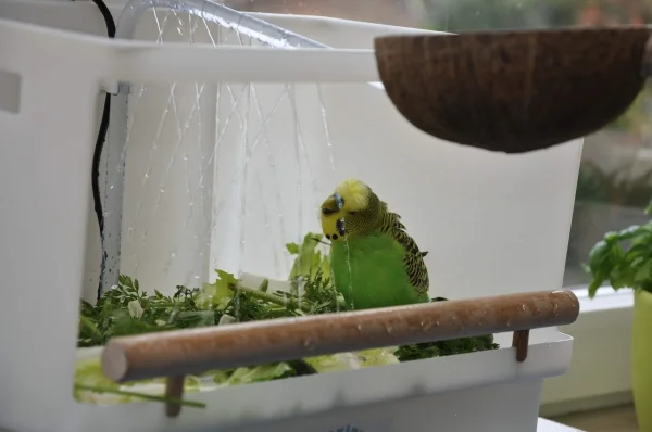 Wellensittich-Bild: Und er hat richtig Spass, die Tropfen aus der Dusche zu trinken. Unser Leader hatte für ein kurze Zeit die Dusche nur für sich allein!