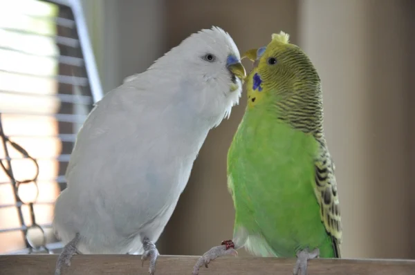 Wellensittich-Bild: Lucky und Maxi haben wohl einen ernstzunehmenden politischen Disput.