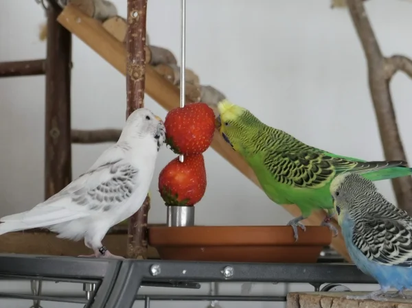 Wellensittich-Bild: Lea und Maxi voll dabei und Moritz muss zuschauen