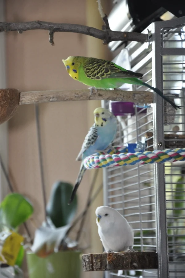 Wellensittich-Bild: Tja! Lucky, Lilly und Maxi hatten Freigang. Gwinny mußte Nachsitzen. Sie kam dadurch zu spät zum Meeting.