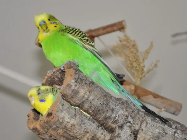 Wellensittich-Bild: Gwinny Schätzelein, ich finde Dich auch mit verbundenen Augen.