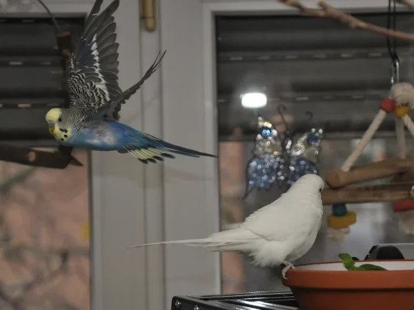 Wellensittich-Bild: Nachdem er mit Lucky in der Salatschüssel gebadet hat, muß Moritz erst mal eine Runde drehen.
