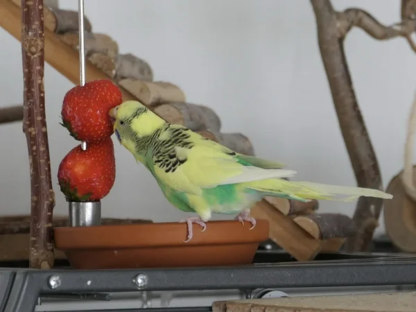 Wellensittich-Bild: Sie muss halt mal wieder Rouge auflegen. Auch eine Omi will hübsch aussehen :)