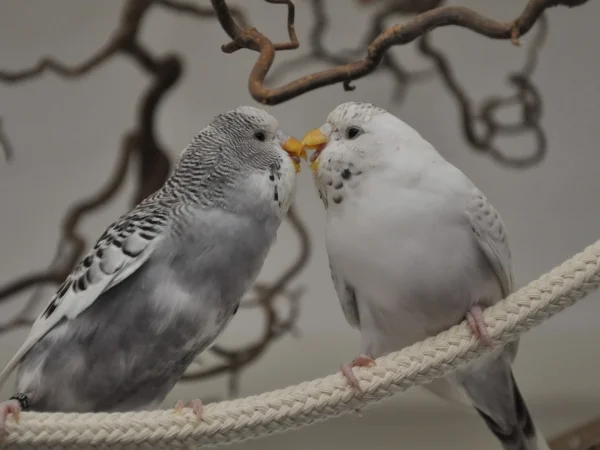 Wellensittich-Bild: Lea und Luke sind zwar noch in der Jugendmauser, aber sie scheinen sich total lieb zu haben. Beide lächeln sich ganz ganz dolle an.