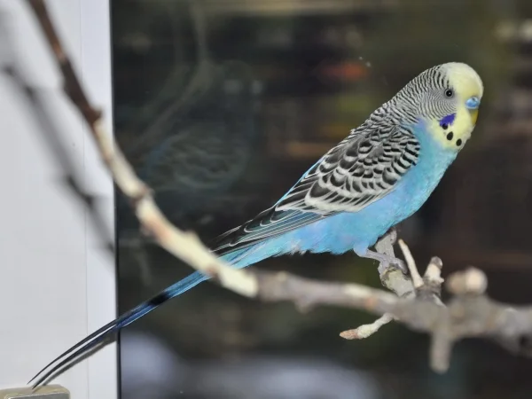 Wellensittich-Bild: Unser neuer Familienzuwachs, Moritz.
Er ist ein total munteres Kerlchen, der sich mit jedem unserer Bande angefreundet hat. Er war bei uns sofort zu Hause, als ob er schon immer bei uns wohnen würde!