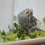 Oh, wie ist das schön