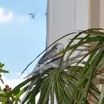 Luke auf der Palme