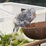 Der kleine begossene Pudel