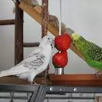 Die letzten Erdbeeren 2022