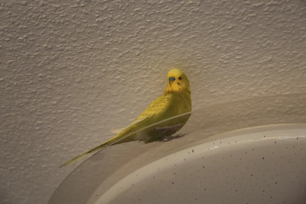 Wellensittich-Bild: Winnetou findet die neue moderne Lampe zu gemütlich, von dort kann er alles überblicken und die Felos können ihn kaum belästigen.