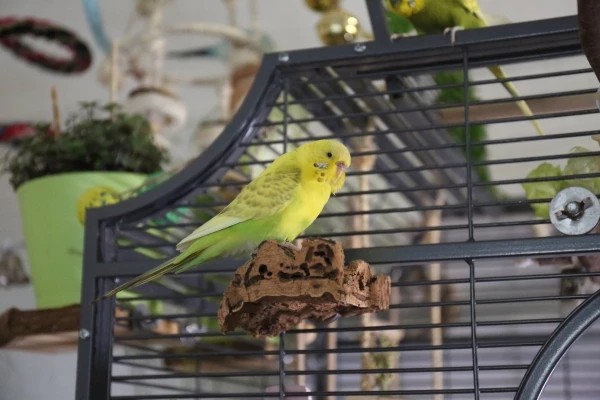 Wellensittich-Bild: Hallo! Ich bin neu hier und heiße Putschi, was so viel wie schwarze Augen bedeutet. Winnetou und kleiner Adler sind meine besten Freunde.